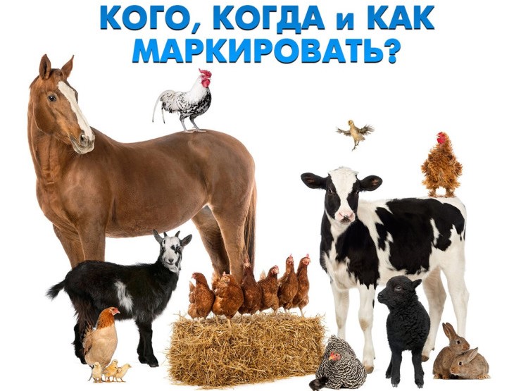 ОТКАЗ ОТ УЧЕТА СЕЛЬСКОХОЗЯЙСТВЕННЫХ ЖИВОТНЫХ МОЖЕТ ПРИВЕСТИ К ВСПЫШКЕ ОПАСНЫХ ИНФЕКЦИЙ