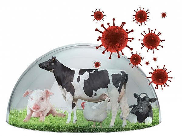 Месячник по обеспечению биологической защиты объектов животноводства «Без ВГП» Месячник по обеспечению биологической защиты объектов животноводства «Без ВГП»